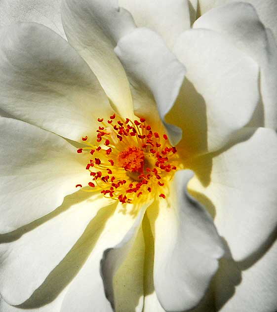 White Rose