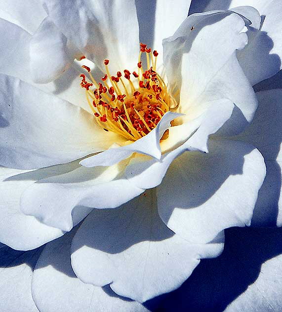 White Rose