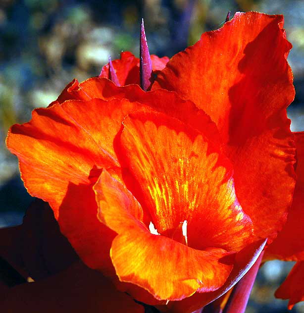 Canna Lily