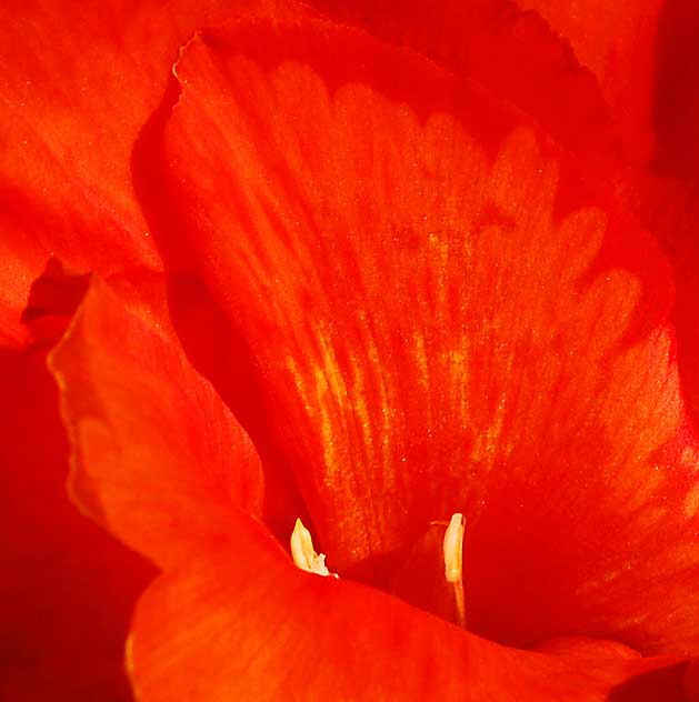 Canna Lily