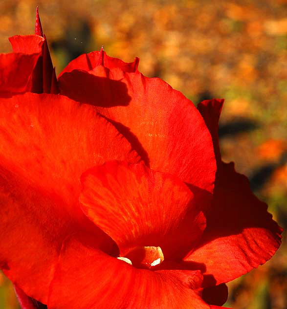 Canna Lily