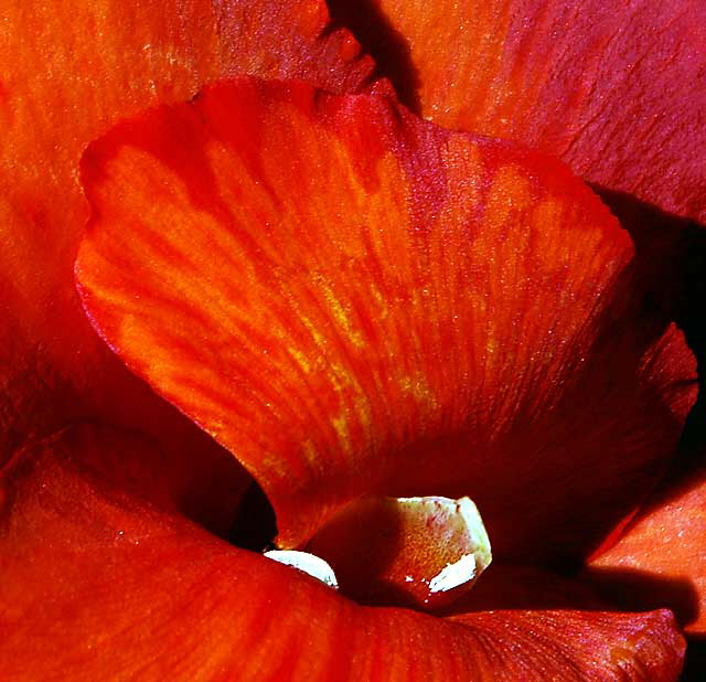 Canna Lily