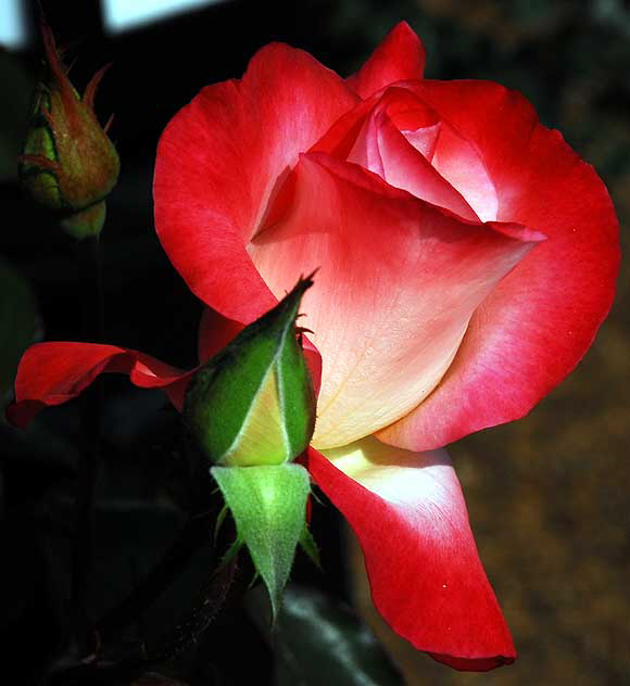 Red Rose, November Light