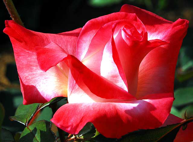 Red Rose, November Light