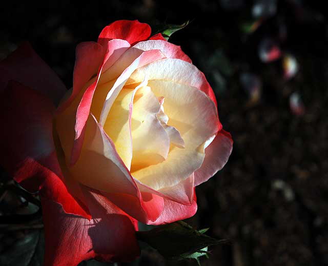 Red Rose, November Light