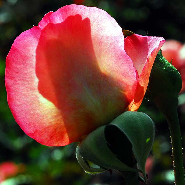 Red Rose, November Light