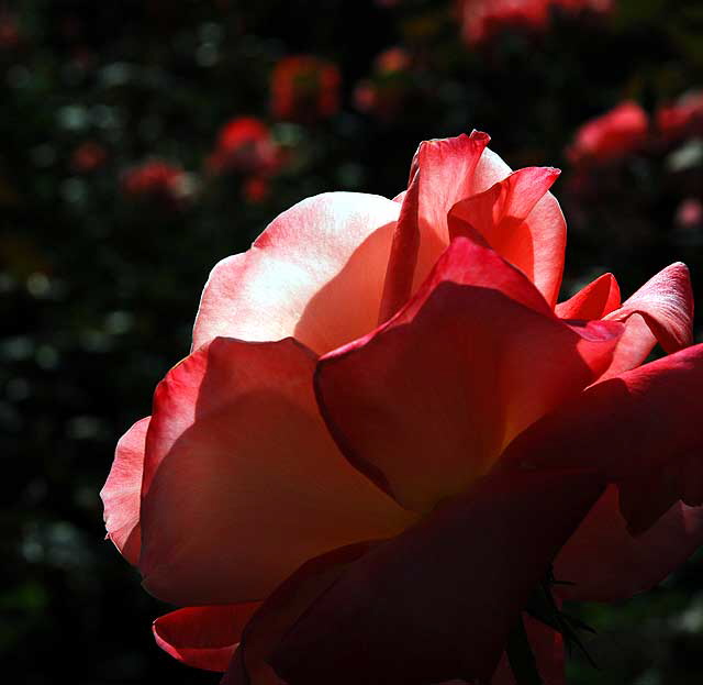 Red Rose, November Light