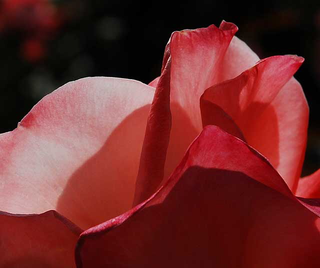 Red Rose, November Light