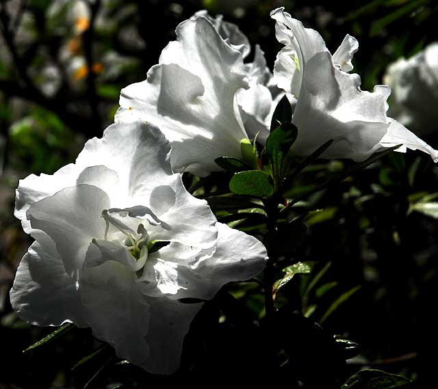 White azalea 