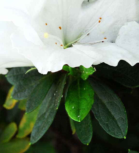 White azalea 