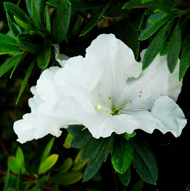 White azalea 