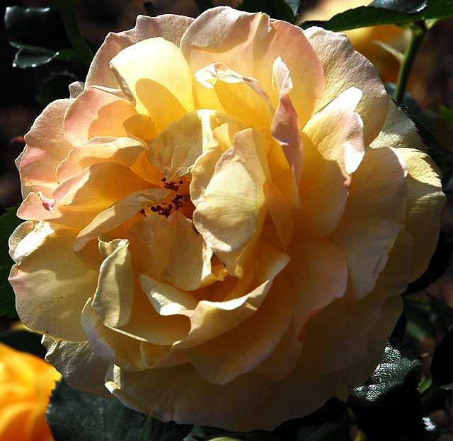 Yellow Floribunda Rose "Julia Child"