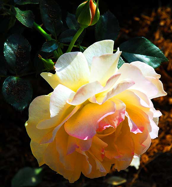 Yellow Floribunda Rose "Julia Child"