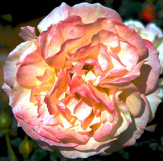 Yellow Floribunda Rose "Julia Child"