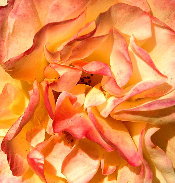 Yellow Floribunda Rose "Julia Child"