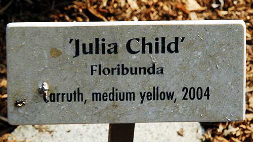 Yellow Floribunda Rose "Julia Child"