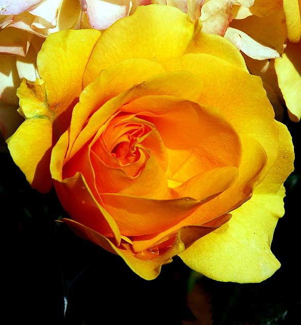 Yellow Floribunda Rose "Julia Child"