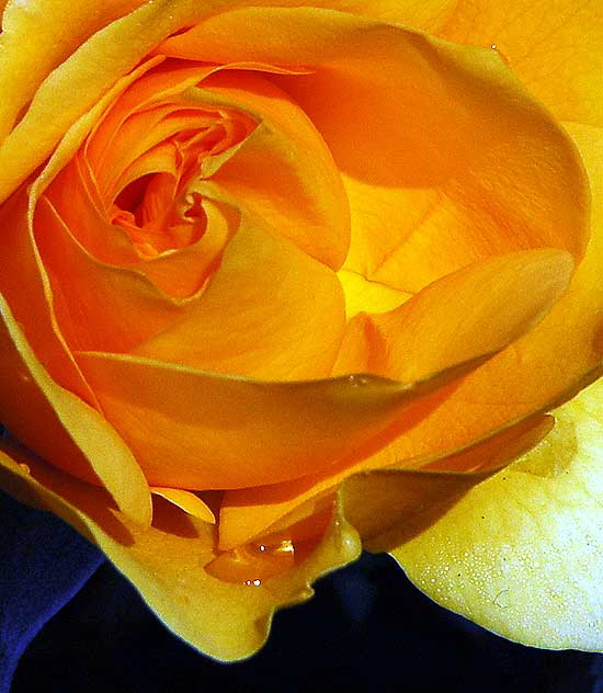 Yellow Floribunda Rose "Julia Child"