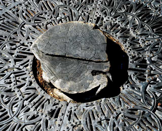 Hollywood Boulevard sidewalk - decorative grate and black tree stump