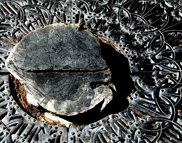 Hollywood Boulevard sidewalk - decorative grate and black tree stump