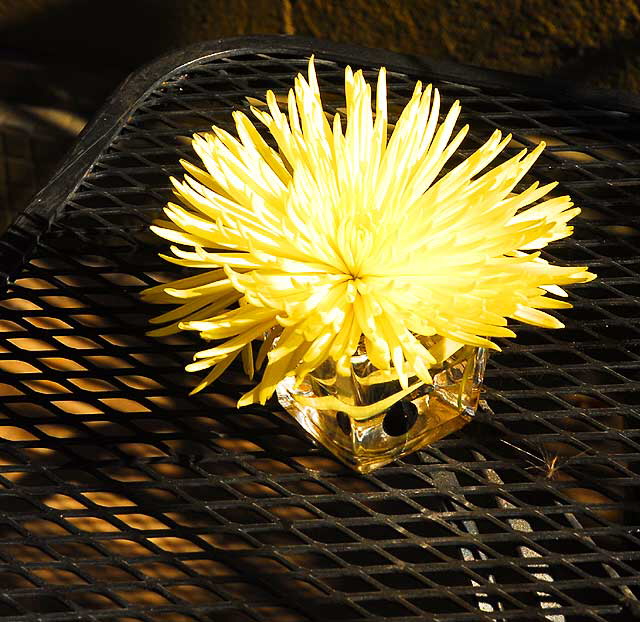 Yellow mum on metal table, sidewalk caf on Hollywood Boulevard