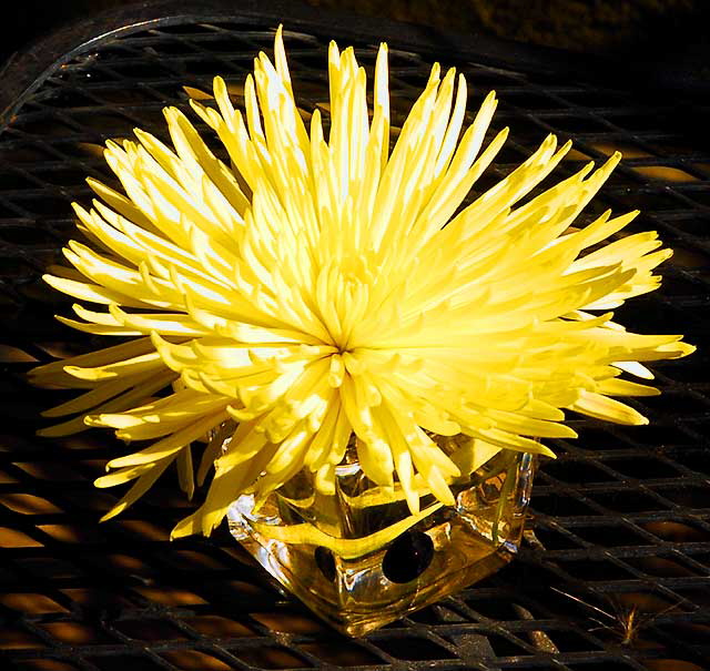 Yellow mum on metal table, sidewalk caf on Hollywood Boulevard