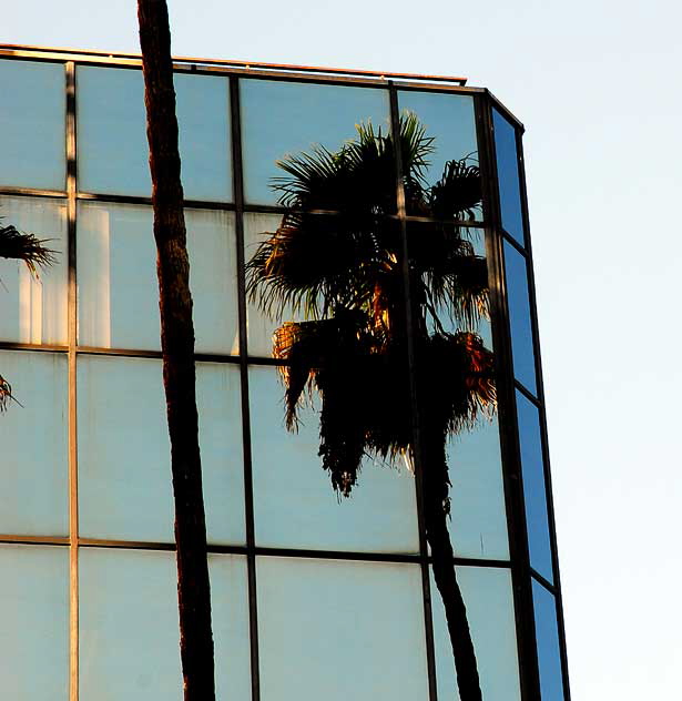 Palm in Glass, Hollywood Boulevard