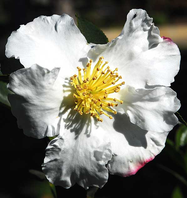 0White Bloom, Will Rogers Memorial Park, Beverly Hills