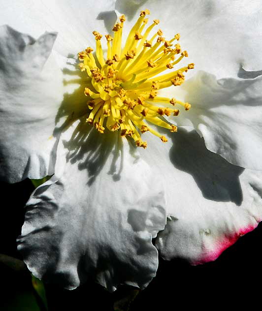 White Bloom, Will Rogers Memorial Park, Beverly Hills