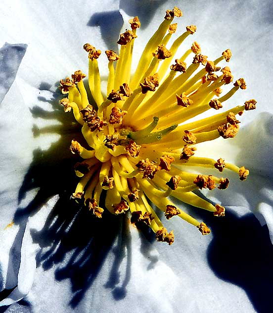 White Bloom, Will Rogers Memorial Park, Beverly Hills