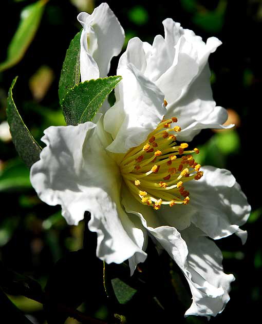 White Bloom, Will Rogers Memorial Park, Beverly Hills
