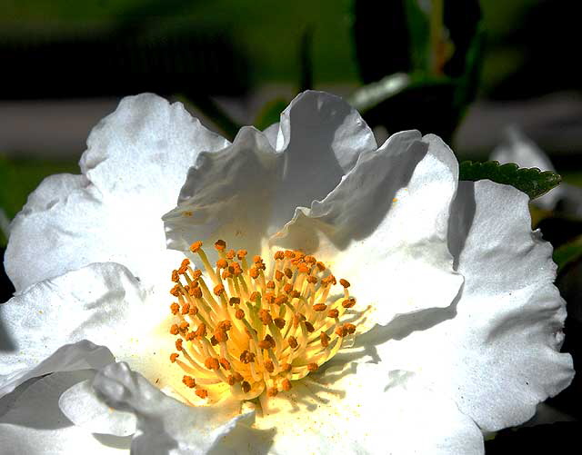 White Bloom, Will Rogers Memorial Park, Beverly Hills