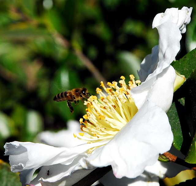 Bee and White Bloom, Will Rogers Memorial Park, Beverly Hills
