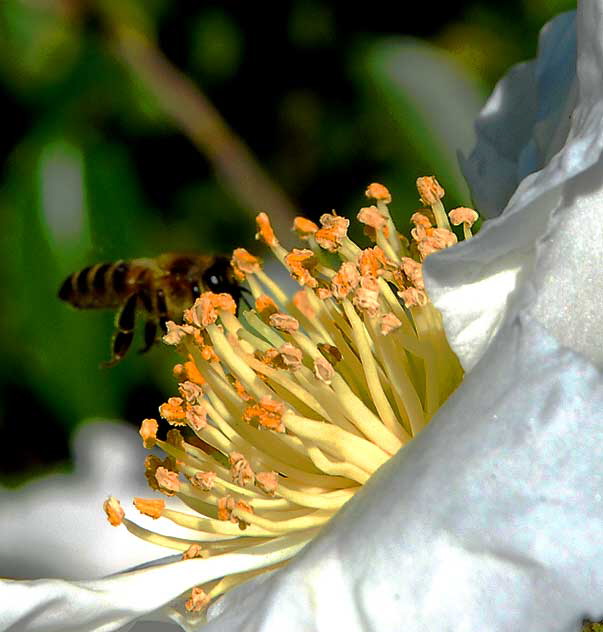 Bee and White Bloom, Will Rogers Memorial Park, Beverly Hills