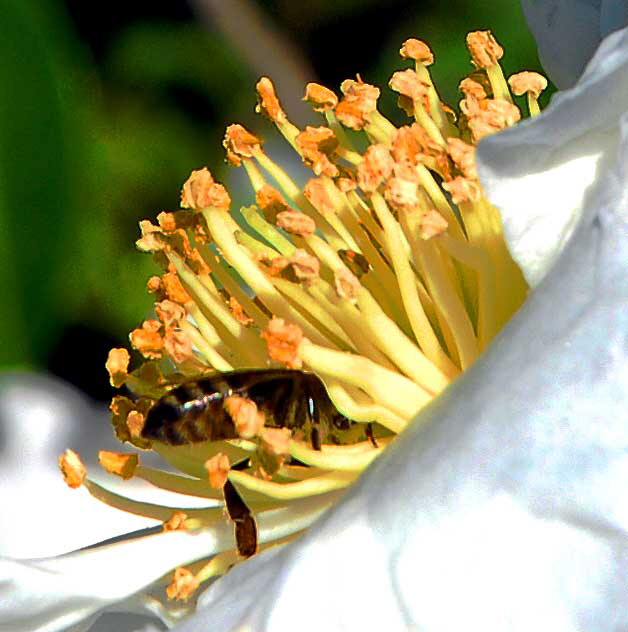 Bee and White Bloom, Will Rogers Memorial Park, Beverly Hills