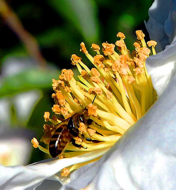Bee and White Bloom, Will Rogers Memorial Park, Beverly Hills