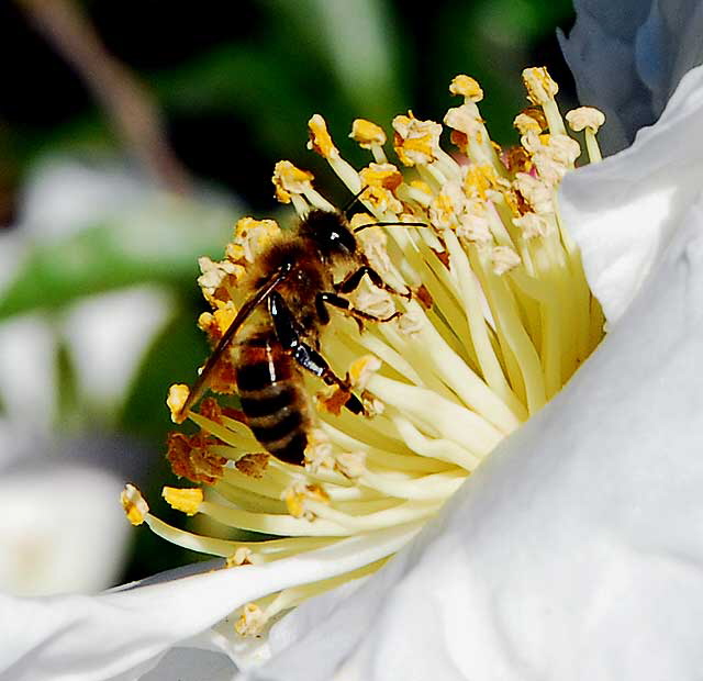 Bee and White Bloom, Will Rogers Memorial Park, Beverly Hills