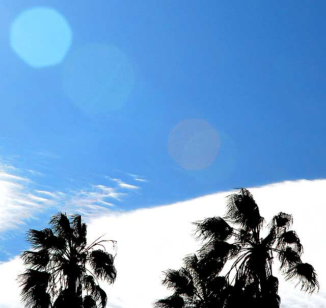 Palms and Clouds, Will Rogers Memorial Park, Beverly Hills