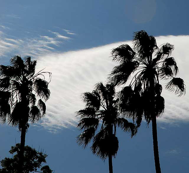 Palms and Clouds, Will Rogers Memorial Park, Beverly Hills