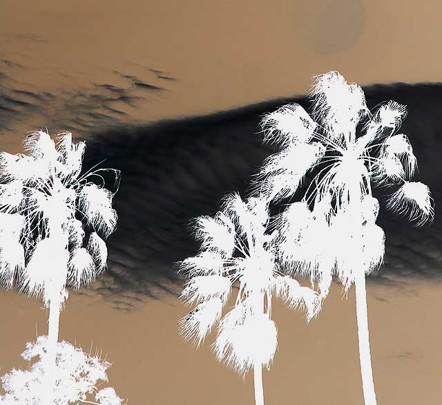 Palms and Clouds, Will Rogers Memorial Park, Beverly Hills