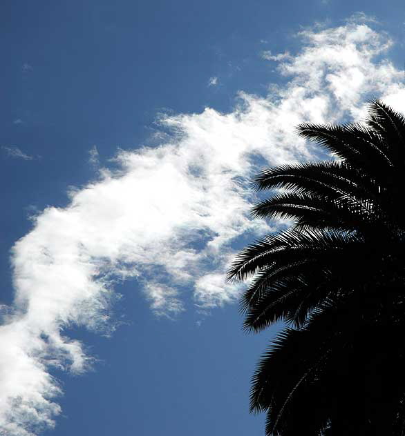 Palms and Clouds, Will Rogers Memorial Park, Beverly Hills