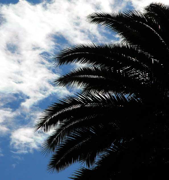 Palms and Clouds, Will Rogers Memorial Park, Beverly Hills