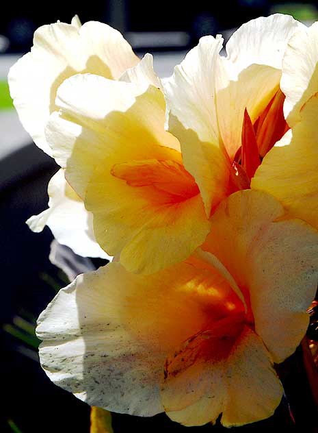 Canna Lily, Will Rogers Memorial Park, Beverly Hills