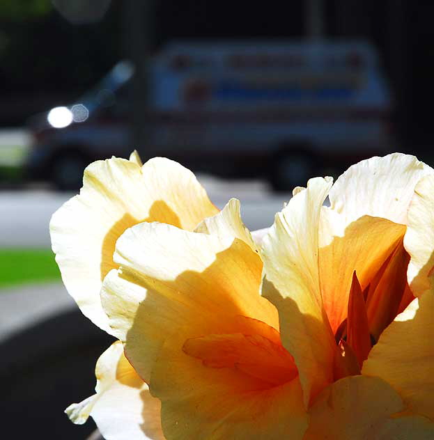 Canna Lily, Will Rogers Memorial Park, Beverly Hills