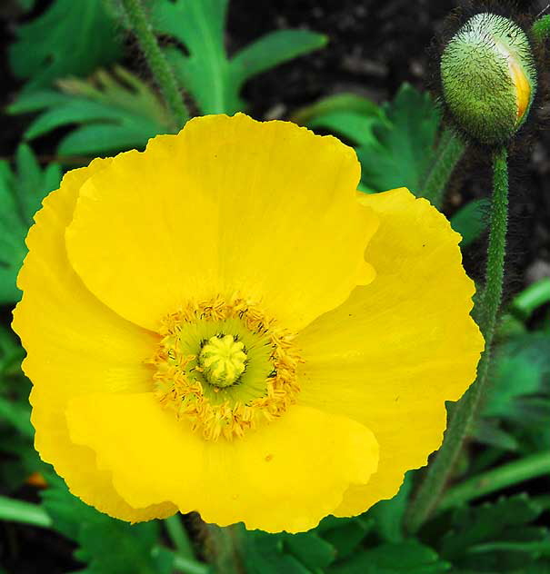 Eschscholzia californica