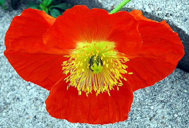 Eschscholzia californica