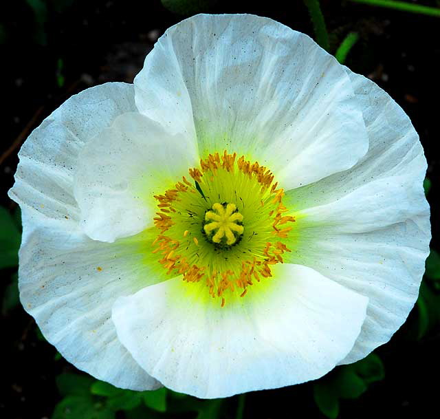 Eschscholzia californica