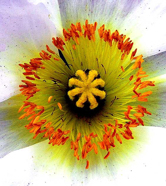 Eschscholzia californica