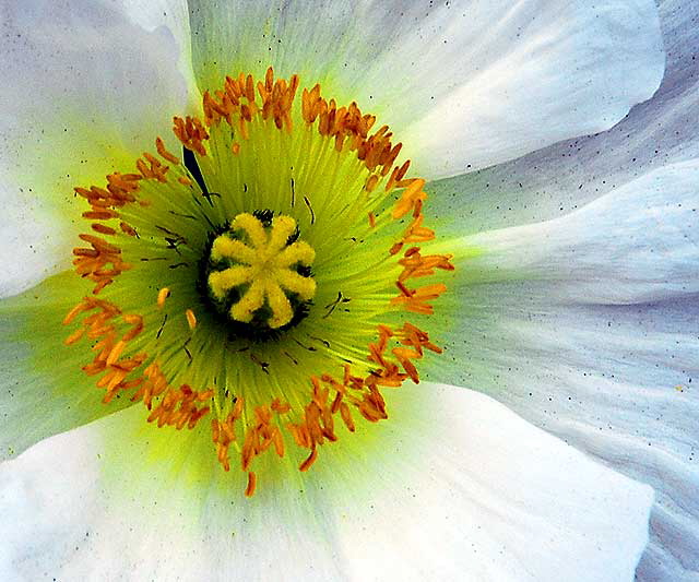 Eschscholzia californica