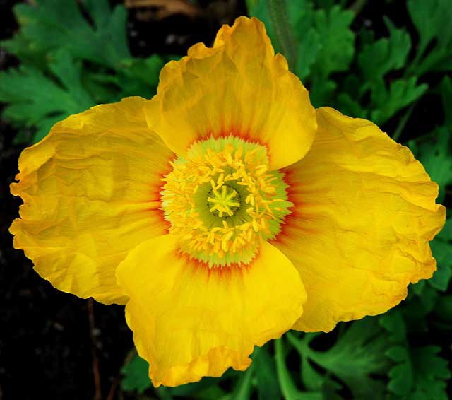 Eschscholzia californica